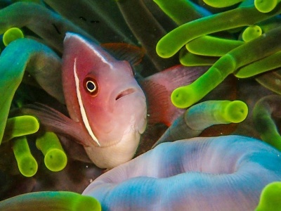 Nurkowanie w Indiach – co warto wiedzieć? Miejsca, które musicie zobaczyć!