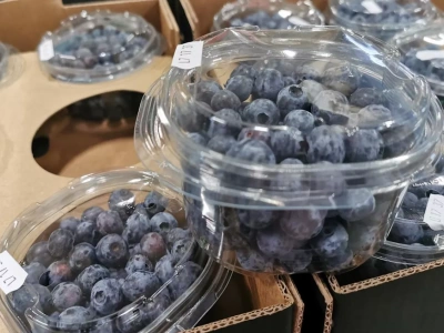 Popyt na borówki stale rośnie. Motorem światowego wzrostu USA i UE