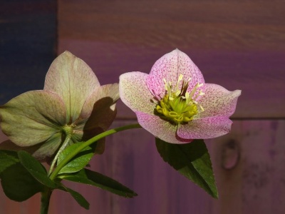 Ładniejsza i mniej kapryśna od grudnika. Ta roślina kwitnie całą zimę