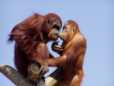 Całowanie pojawiło się wiele milionów lat temu i przetrwało próbę czasu?