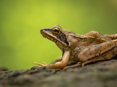 Woda może szkodzić żabom bardziej niż ogień. Paradoksalny efekt
