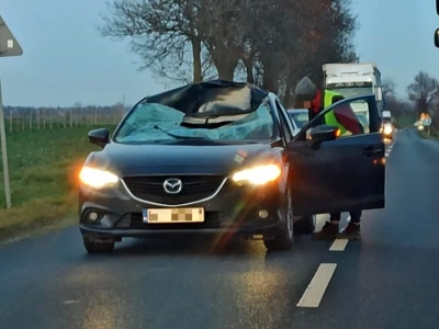 Droga Legnica - Złotoryja. Sarna spadła na samochód