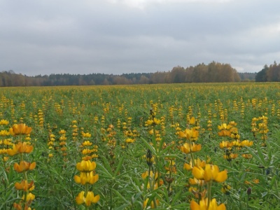 Błędne koło w handlu łubinem. Czy warto go siać?