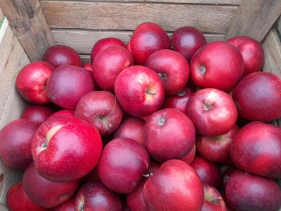 Jak rozpoznać choroby jabłek w przechowalni? Krótki przewodnik