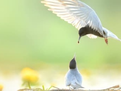 Obroniony przed myśliwymi. Gęsi Bastion zostaje