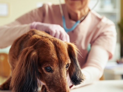 Twój pies zachowuje się w ten sposób? Behawiorystka apeluje