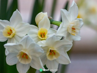 Ten kwiat pachnie jak pierniki. Zasadź teraz, a zakwitnie przed świętami