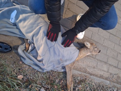 Ktoś potrącił sarnę na ul. Bartąskiej i zostawił na pewną śmierć? „Odeszła przy nas”