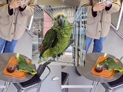 Korea Południowa: policja interweniowała w sprawie papugi podpijającej kawę gościom kawiarni