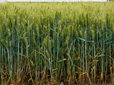 Rynek ekologiczny w Europie odbija po kryzysie. Popyt na żywność bio znów rośnie
