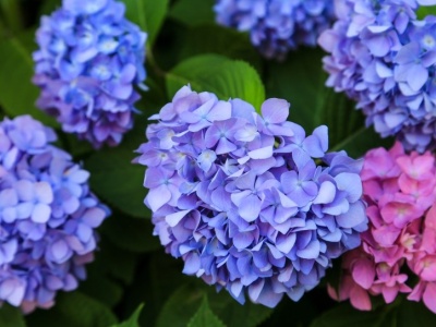 Zrób to z hortensjami w listopadzie. Inaczej z kwitnienia na wiosnę wyjdą nici