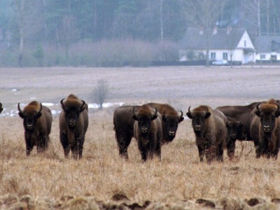 Niewłaściwe dokarmianie może im zaszkodzić. Leśnicy apelują