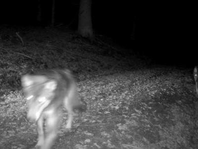 Słychać ich oddechy i uderzenia łap. Wataha wilków przed obiektywem