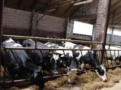 Otwarte Klatki odpowiadają na zarzuty hodowców: „Nie walczymy z rolnictwem — walczymy z cierpieniem zwierząt”