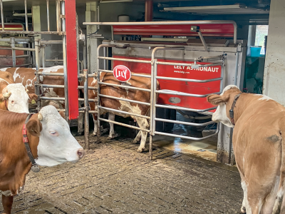 300 tys. zł z ARiMR na roboty udojowe, TMR i automatyczne karmienie. Ruszył nabór
