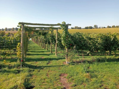 Zmienia się klimat. Polska staje się krajem wina