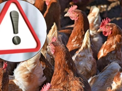 Ptasia grypa i rzekomy pomór drobiu. Obostrzenia w powiecie ciechanowskim