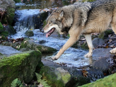 Wilk pokazał sztuczkę. Jest lepszym rybakiem niż twój wujek