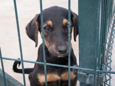 Pomóżmy tym, którzy nie poproszą sami. W Częstochowie rusza wielka zbiórka dla zwierząt