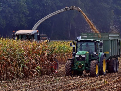 21.11.2025 Ceny skupu zbóż, kukurydzy, oleistych i strączkowych:  mokra kukurydza od 375 zł/t