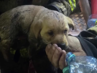 Strażacy uratowali szczeniaka z płonącego domu. To zdjęcie chwyta za serce! Ruszyła zbiórka na rzecz rodziny