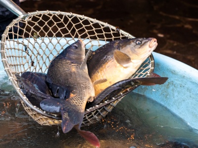 Są już ceny karpia na wigilię 2025 r. Tyle zapłacimy za kilogram