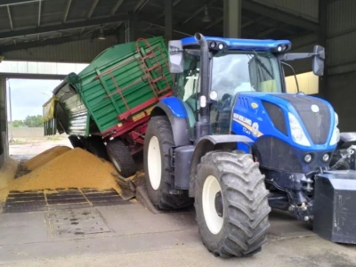 Kukurydza drożeje, świnie mocno w dół. A co z cenami zbóż i nawozów?
