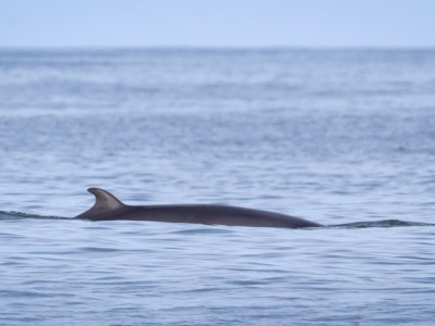 Od lat nie widziano ich żywych. Naukowcy napotkali rzadkie morskie ssaki