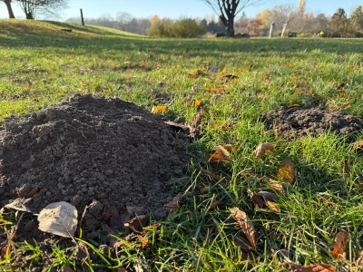 Myślisz, że zimą śpią? Krety właśnie wtedy robią największy bałagan w ogrodzie