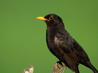 Wprowadzili zakaz i konsekwencje dla ptaków śpiewających są natychmiastowe