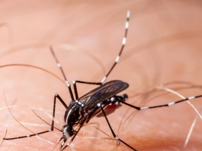 Epidemia zakaźnej choroby wymknęła się spod kontroli. Tysiące chorych