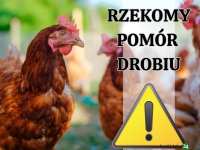 Ognisko rzekomego pomoru drobiu w Bielsku-Białej