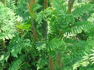 Oczywista Nieoczywistość – Człowiek czy roślina?