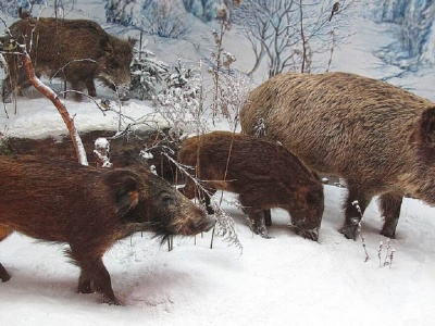 Niemcy szykują się do szczepienia dzików na ASF. Testowane są różne rodzaje przynęt