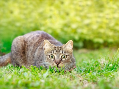 Social media ujawniły prawdę na temat kotów. Skala jest ogromna