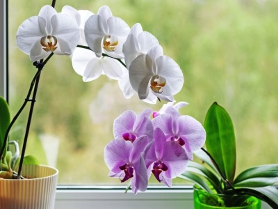 Kosztuje 2 złote, a odżywia storczyka na długo. Zafunduj mu wsparcie jesienią