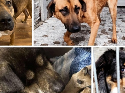 Zagubione psy trafiły do konińskiego schroniska. Właściciele poszukiwani