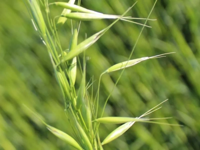 Europa Północna staje się nowym zagłębiem uprawy owsa dzięki ociepleniu klimatu