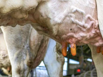 Ta bakteria jest coraz groźniejsza. Weterynarze ostrzegają hodowców krów