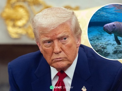 Odchodzą od ochrony zagrożonych gatunków. Nowa decyzja administracji Trumpa