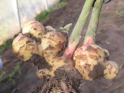 Polscy rolnicy będą uprawiać imbir. Naukowcy z Poznania pokazali, że to możliwe