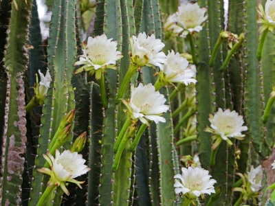 Ta roślina kwitnie tylko nocą. Wygląda zachwycająco, ale jest kapryśna