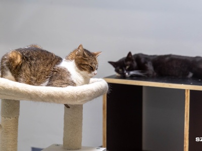 Tłoczno w schronisko. Apel pracowników i wolontariuszy