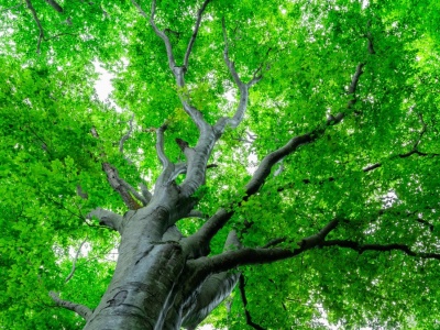 Niezwykły wynalazek Polaków. Możemy teraz posłuchać mowy drzew