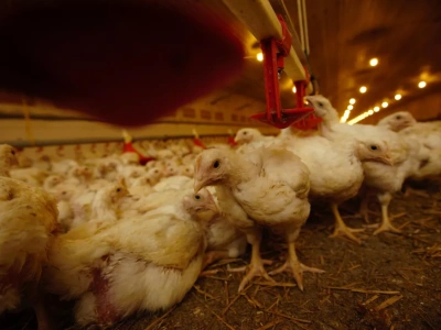 Najwięksi producenci drobiu i jaj na świecie. Kto rządzi rynkiem?