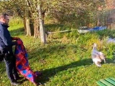 Łabędź zastraszył mieszkankę Osia. Nad jezioro dotarł radiowozem - zawinięty w koc