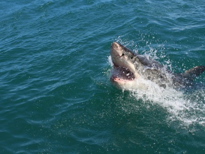 Gigantyczny 750-kilogramowy żarłacz nagle zniknął z radarów. Naukowcy nie wiedzą co się stało z Contenderem