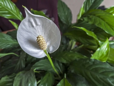 Połóż to na dnie doniczki, a skrzydłokwiat od razu wypuści nowe liście i pąki