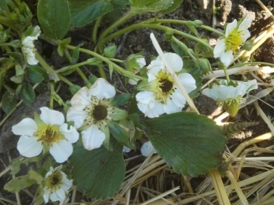 Pomoc dla sadowników po przymrozkach – sprawdź, czy przysługuje Ci wsparcie