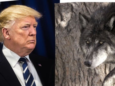Donald Trump wszedł na wojenną ścieżkę z wilkami. Kontrowersyjna decyzja